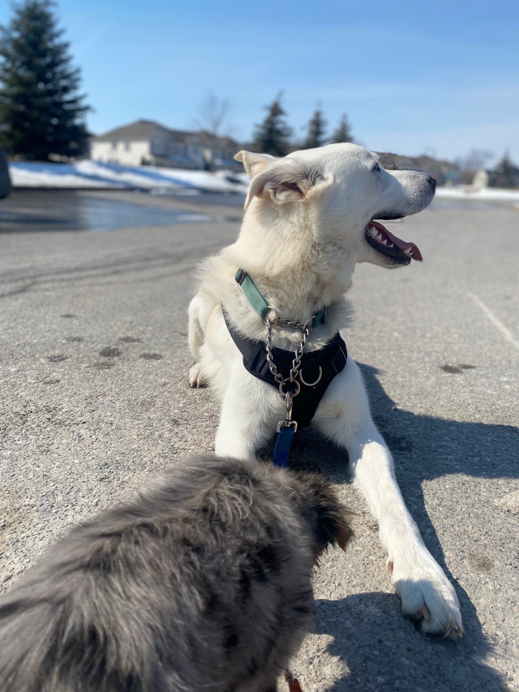 Should I take my dog to a dog&nbsp;park?